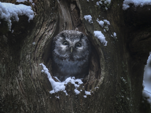 Whispers In The Woods St 9 Jpg Sd High