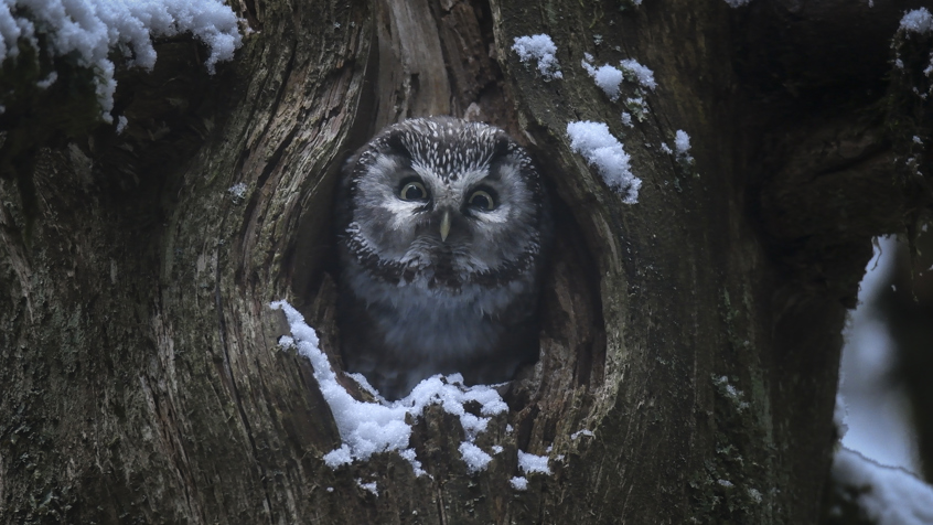 Whispers In The Woods St 9 Jpg Sd High