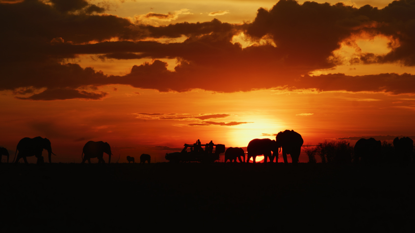 Serengeti - Alex Walker Serian Serengeti2 By Michael Dalton Smith