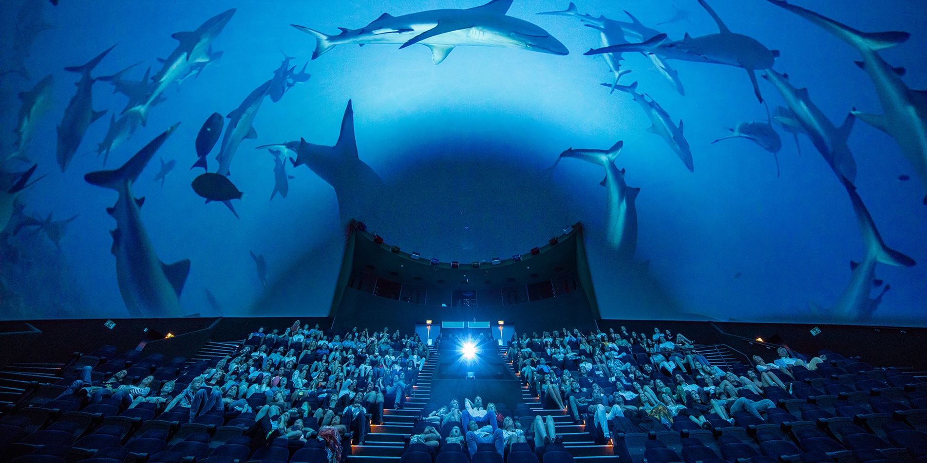 Dome Zaal haaien