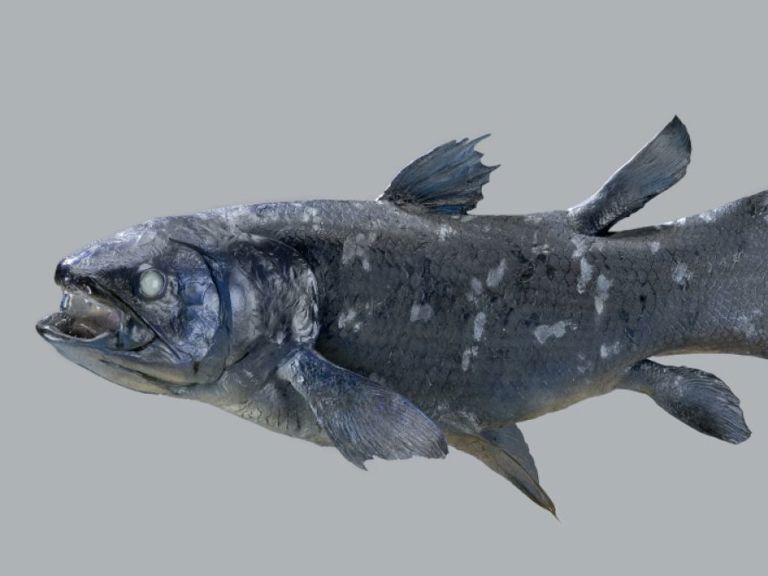 Coelacanth