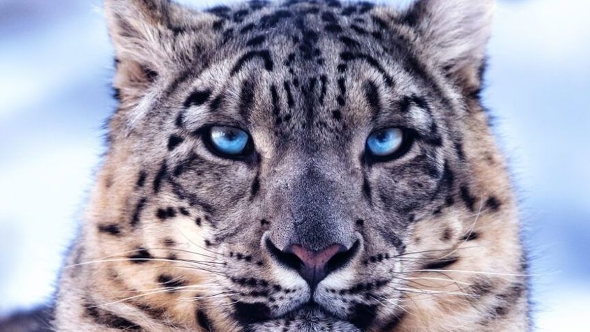 Wild Asia Poster Jpg