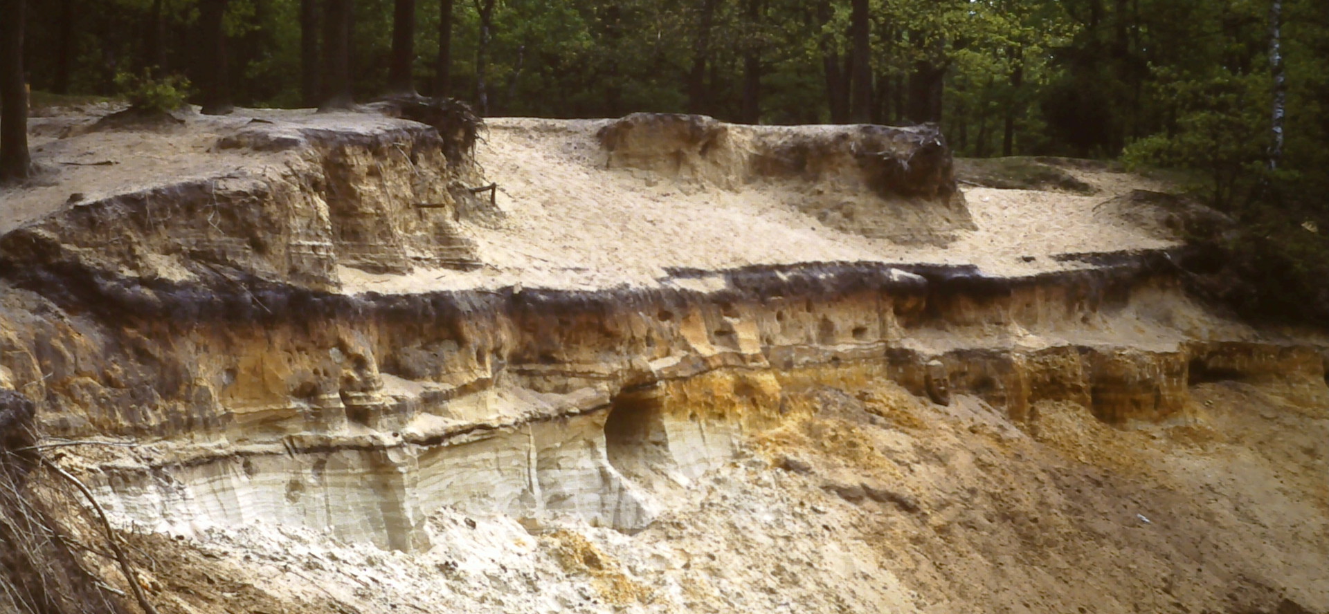 Den Haag Lutterzand Dinkel Section