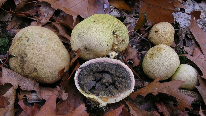 Gele Aardappelbovist (Foto: Machiel Noordeloos)