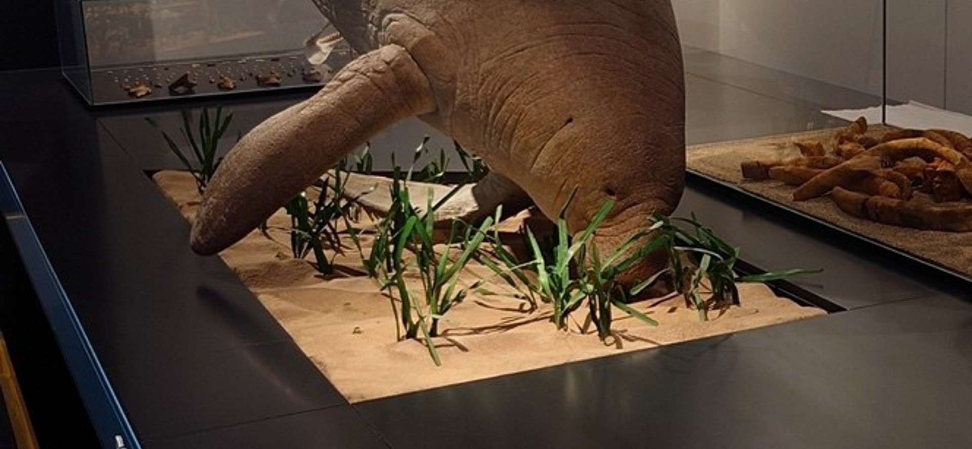 Reconstructie van de uitgestorven doejong uit Mainz, Duitsland Foto: Hidde Bakker