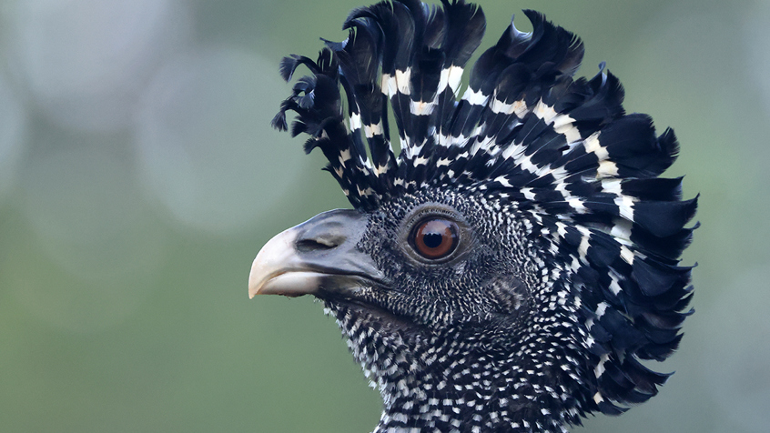 CostaRica - Great Currasow R5JN8466