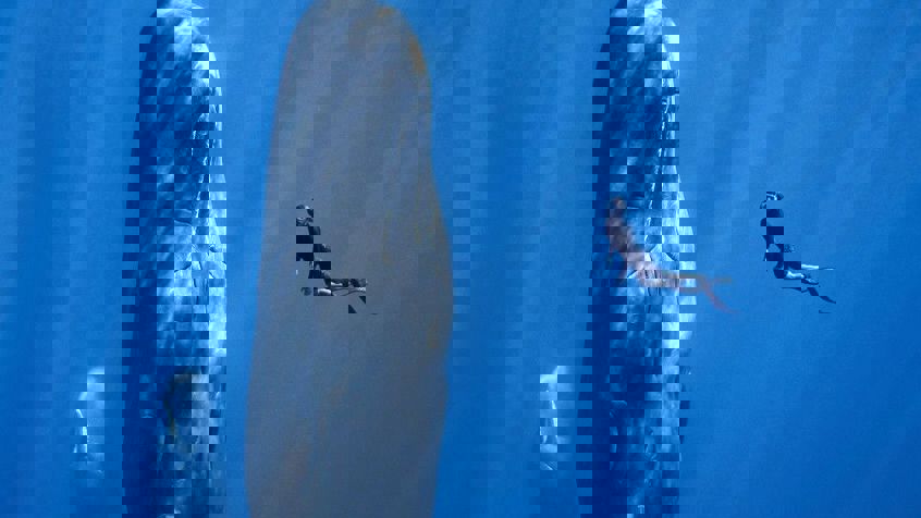 Patrick And The Whale Poster