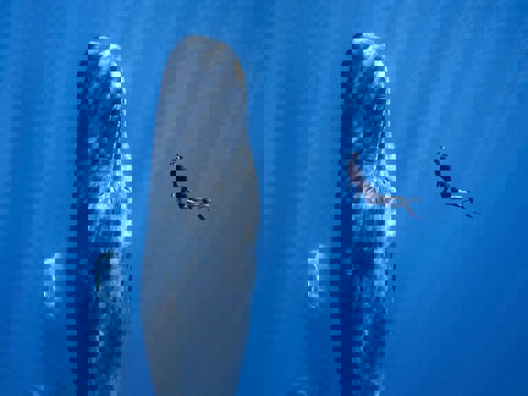 Patrick And The Whale Poster