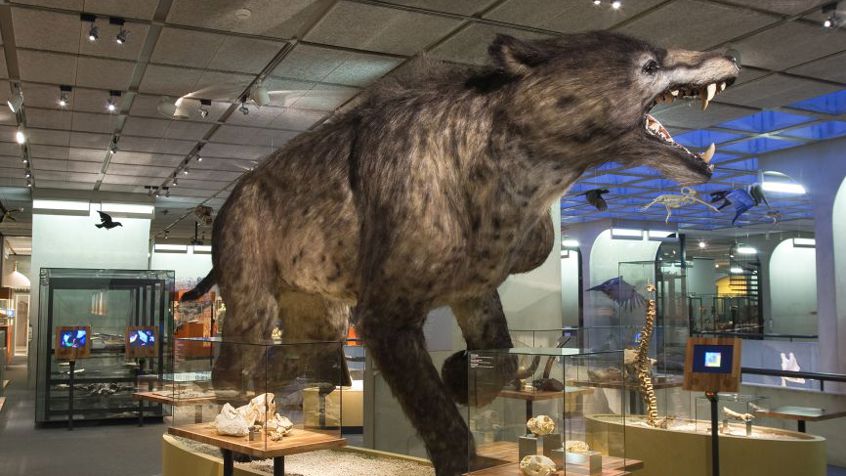 Andrewsarchus