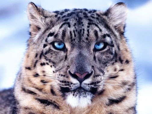 Wild Asia Poster JPG