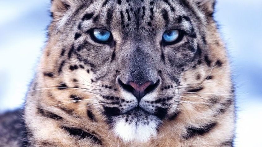 Wild Asia Poster JPG