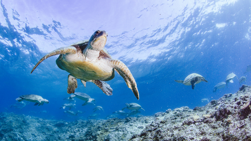 Turtle Adventure | Museon-Omniversum