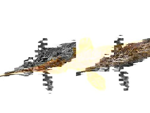 Ichtyosaurus, collectie Museon-Omniverusm
