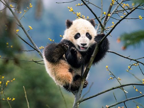 Wild Asia 5