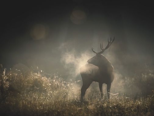 Whispers In The Woods St 1 Jpg Sd High