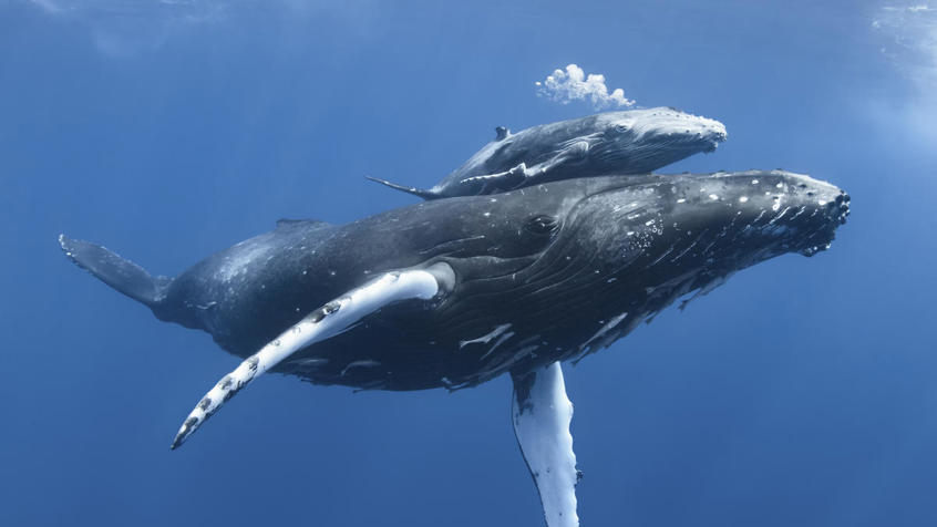 Bultrug moeder en kalf © naturepl.com / Tony Wu / WWF