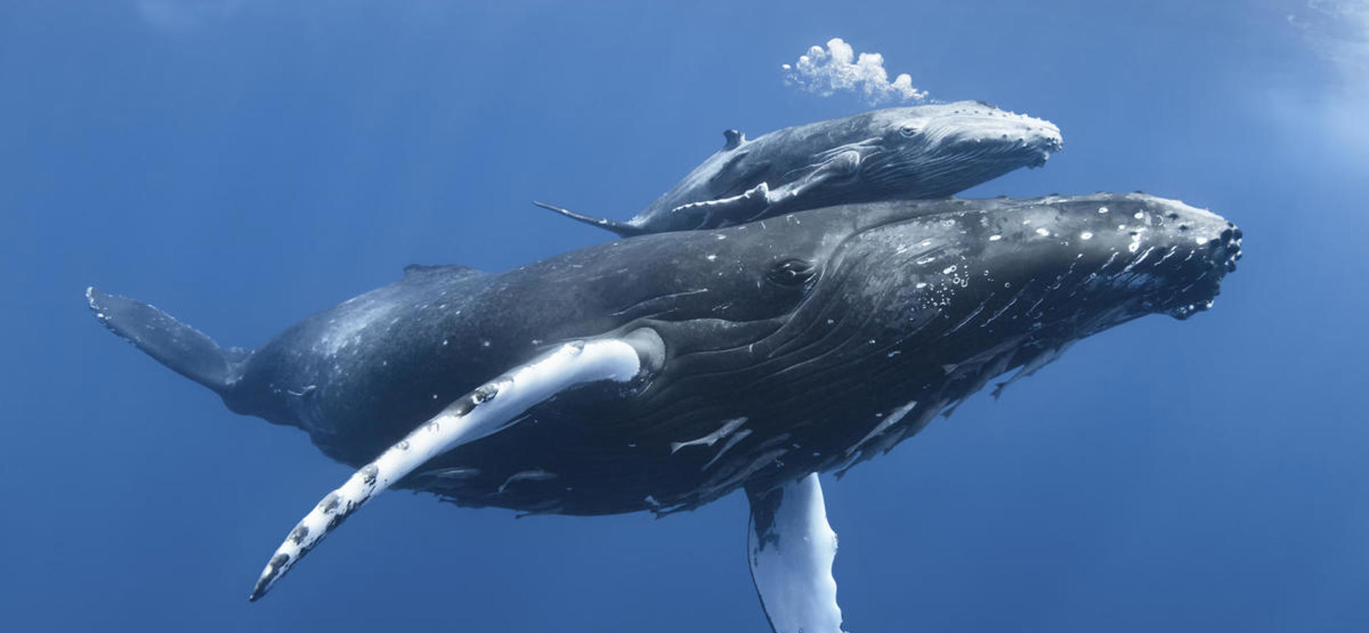 Bultrug moeder en kalf © naturepl.com / Tony Wu / WWF