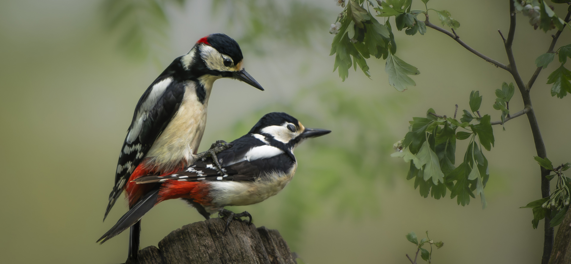 Vogelsinactie Parende Grote Bonte Spechten (1)