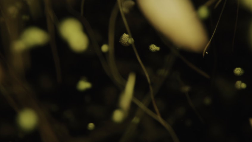 Dead Zones Documentary Still 10