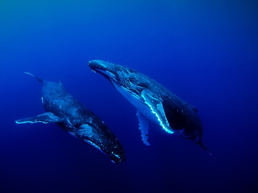 Walvissen in Sounds of the Ocean