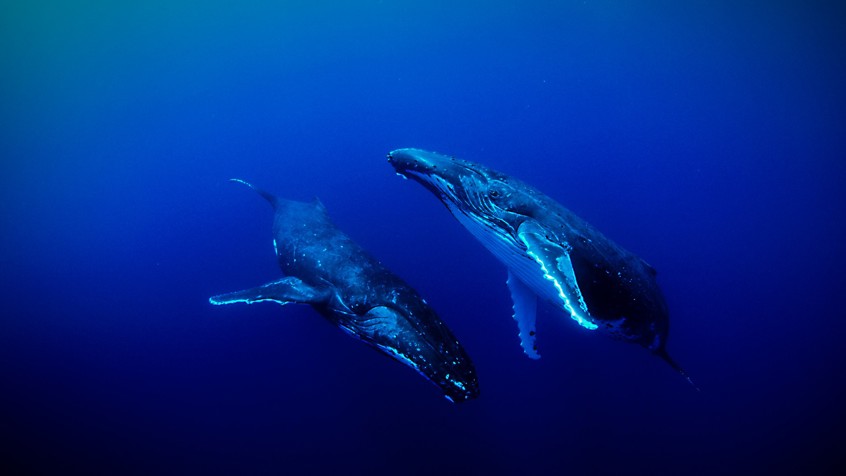 Walvissen in Sounds of the Ocean