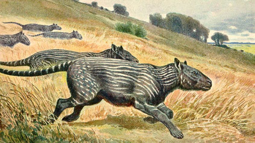 Phenacodus