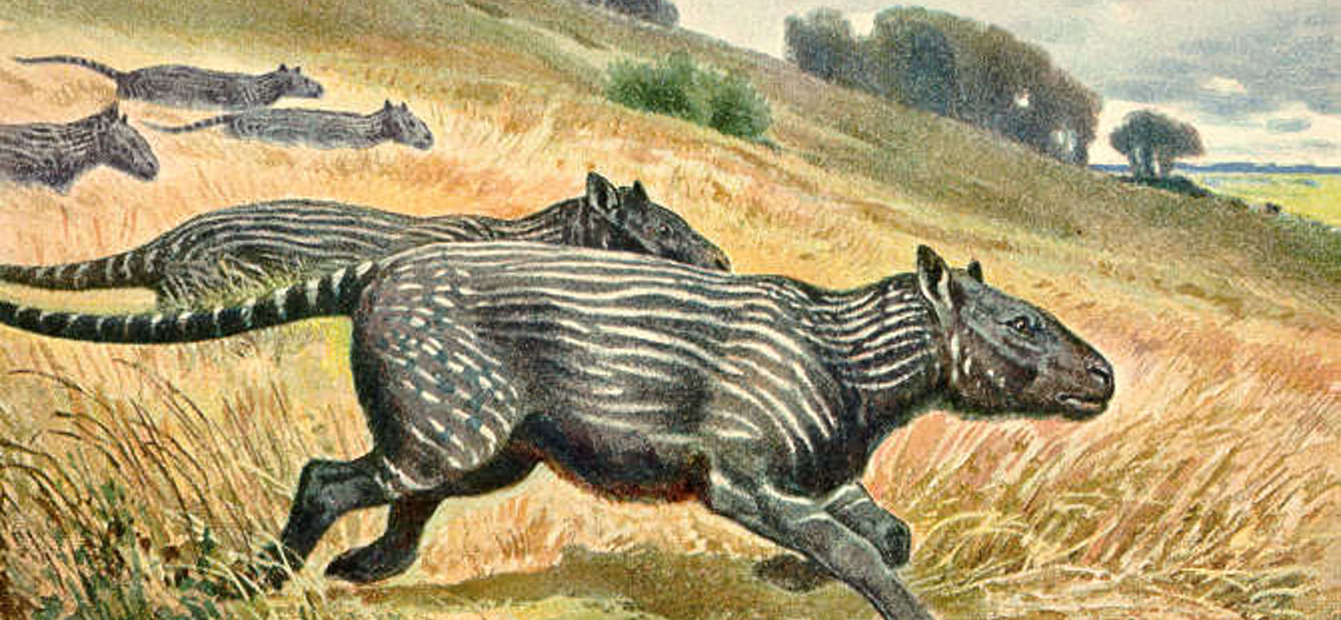 Phenacodus