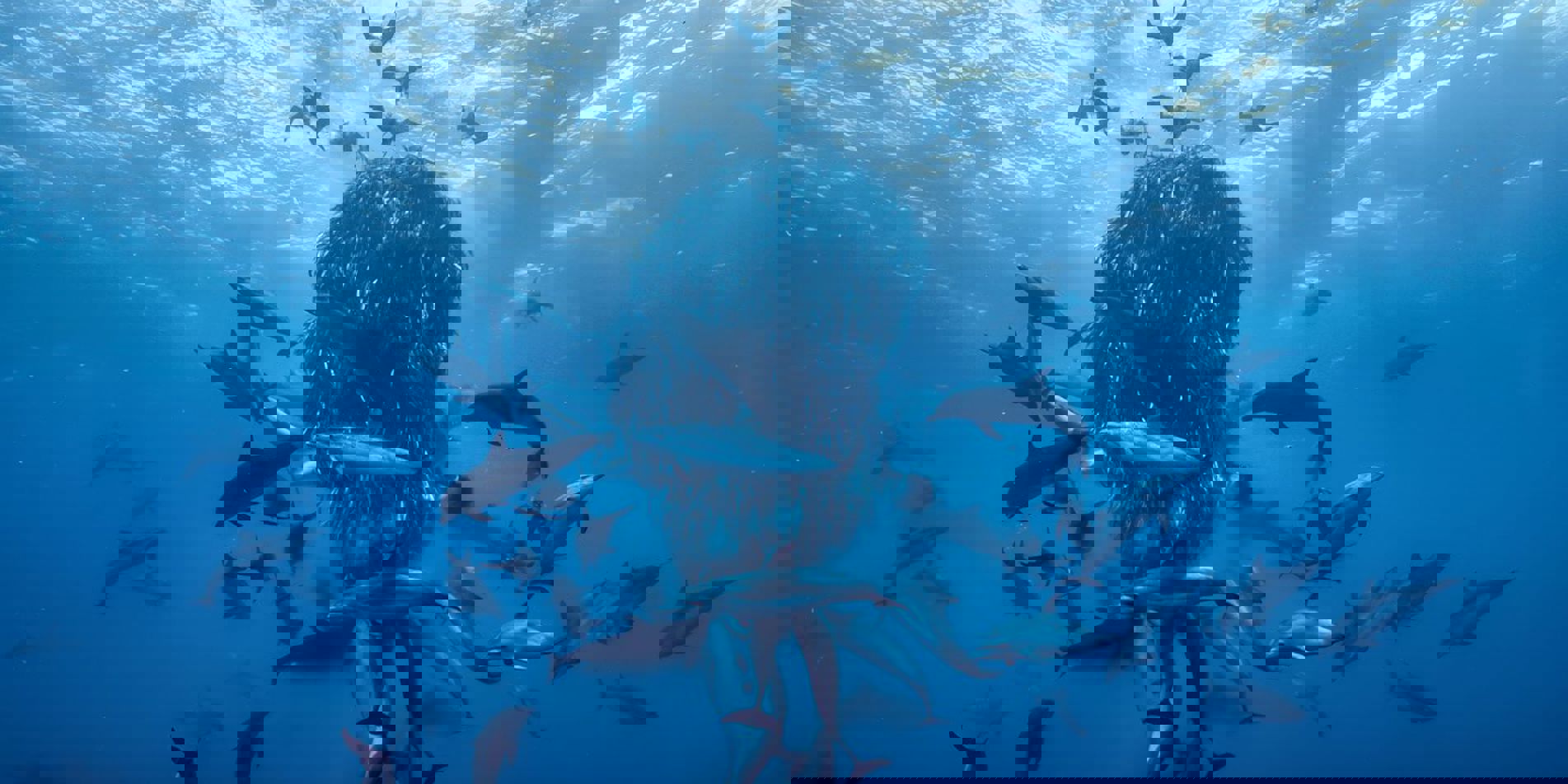 Dolfijnen in OCEAN by David Attenborough
