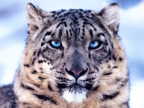 Wild Asia Poster JPG