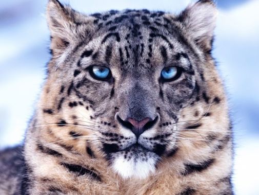 Wild Asia Poster JPG