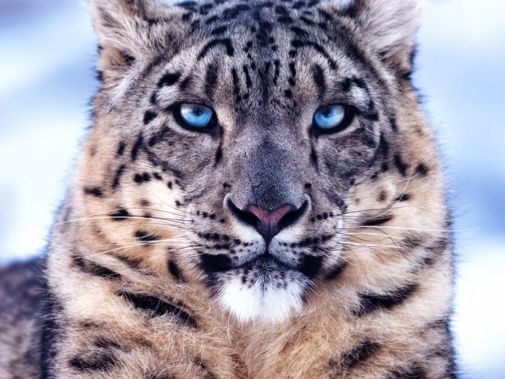 Wild Asia Poster JPG