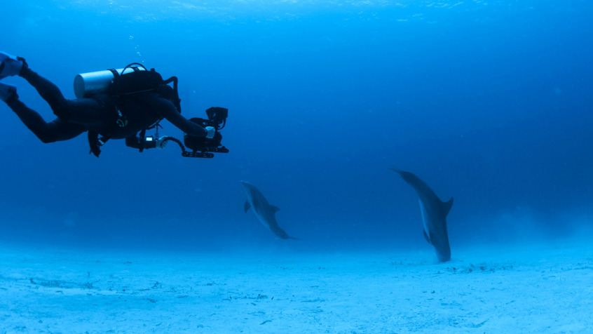 Dolfijnen en duiker (1)