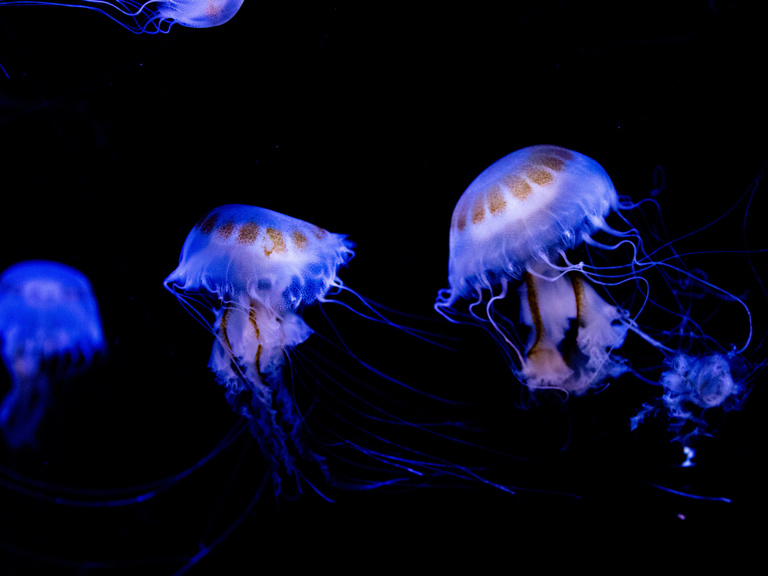 Adobestock 767433867