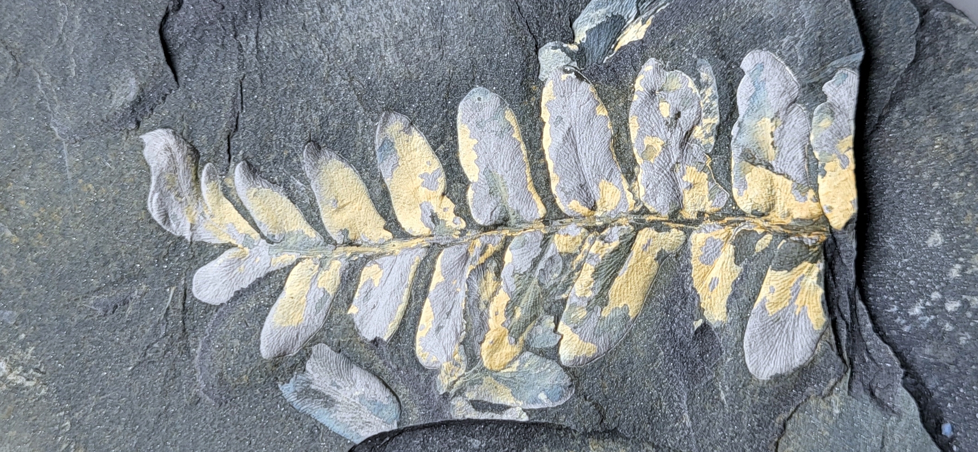 Plantenfossiel Piesberg