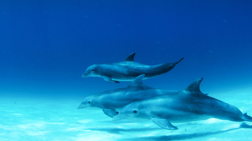 Dolfijnen (1)