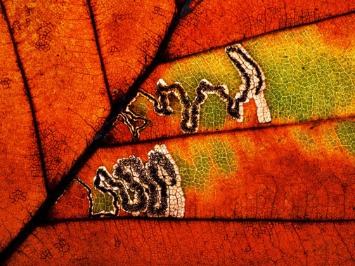 50341 Abstract Jan Boer CEWE 90X60