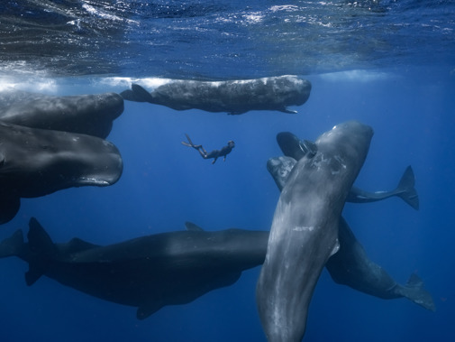Beeld uit Patrick And The Whale