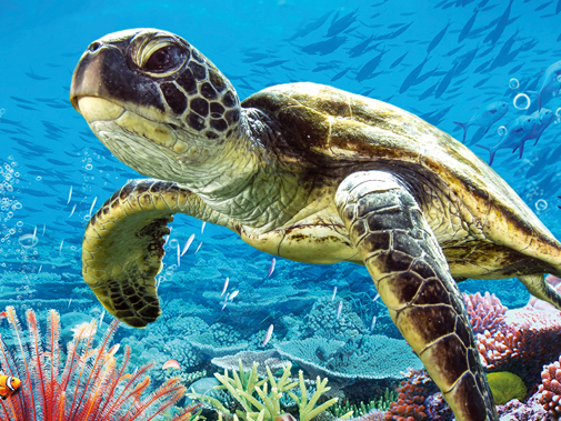 Turtle Adventure (4)