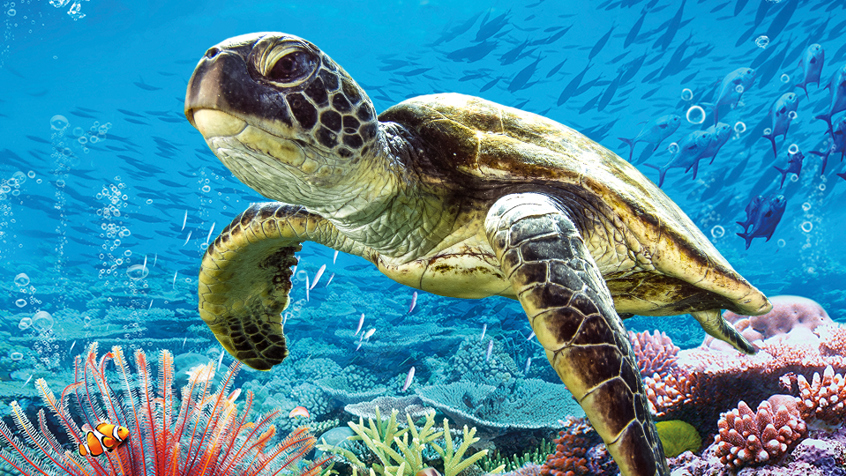 Turtle Adventure | Museon-Omniversum
