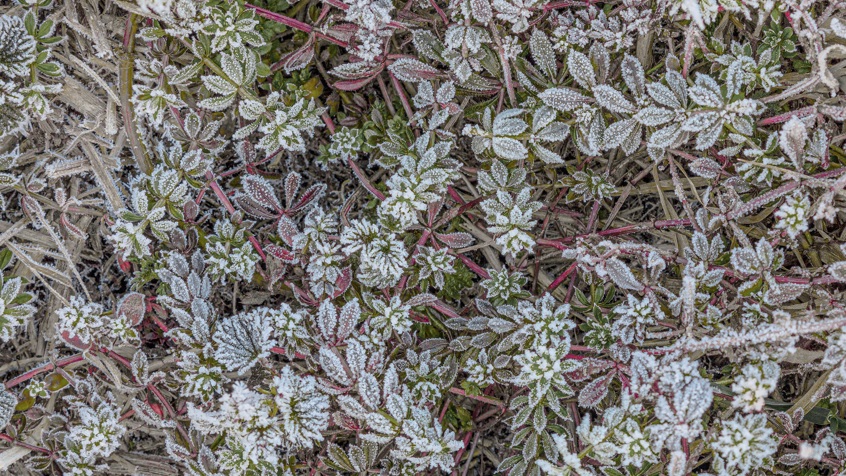 53748 Planten En Paddenstoelen Jeannet Van Der Knijff CEWE 2000
