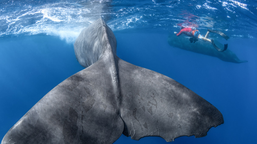 Beeld uit Patrick And The Whale (1)