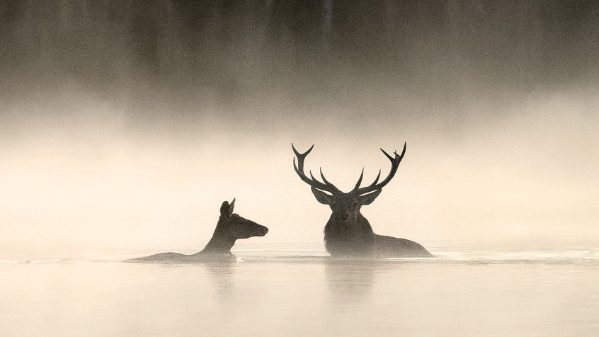 Whispers In The Woods Ps 1 Jpg Sd High