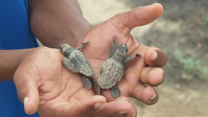 Turtles In Hands (1)