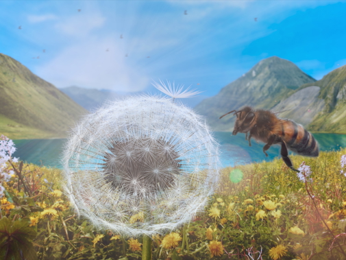 Dandelion S Odyssey St 1 Jpg Sd High