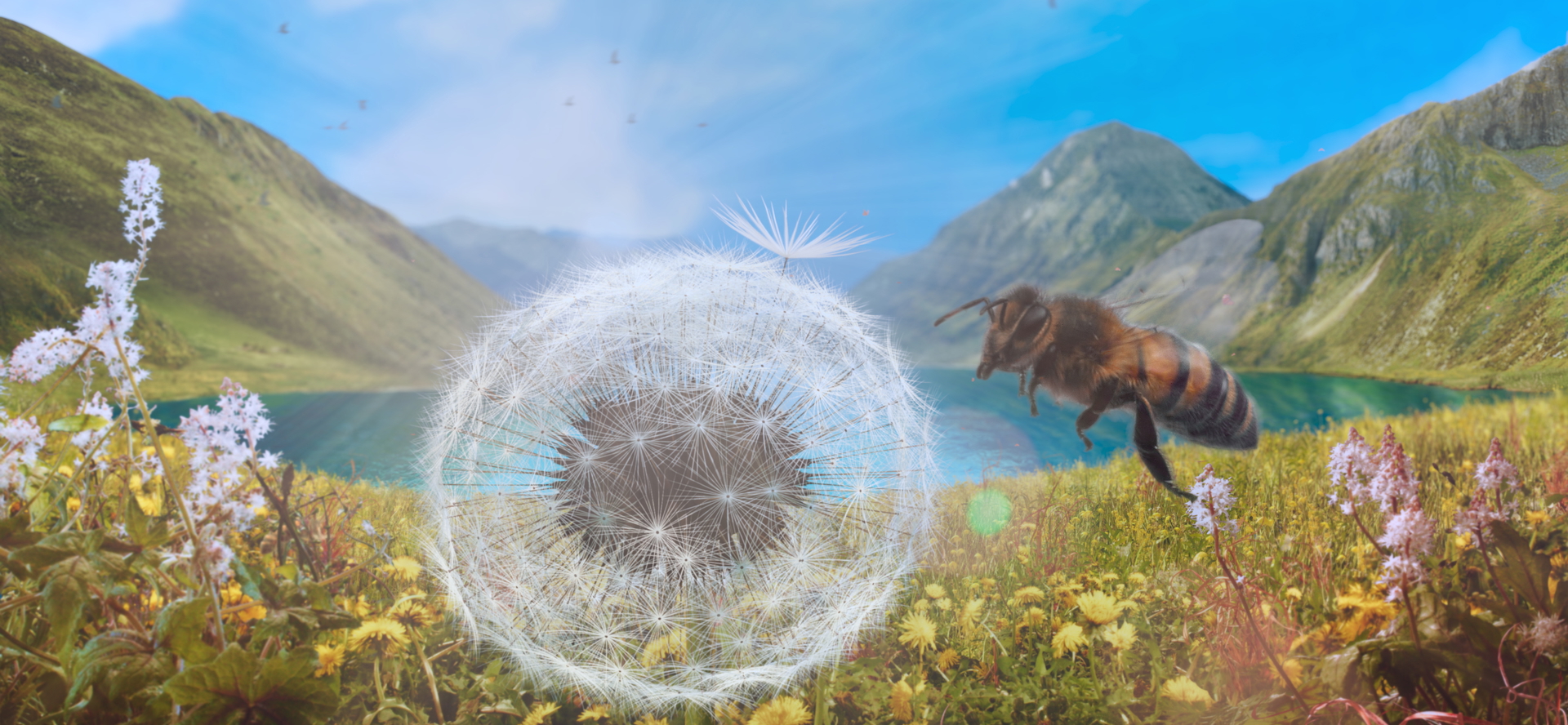 Dandelion S Odyssey St 1 Jpg Sd High
