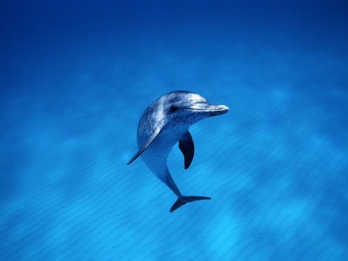 Dolfijn