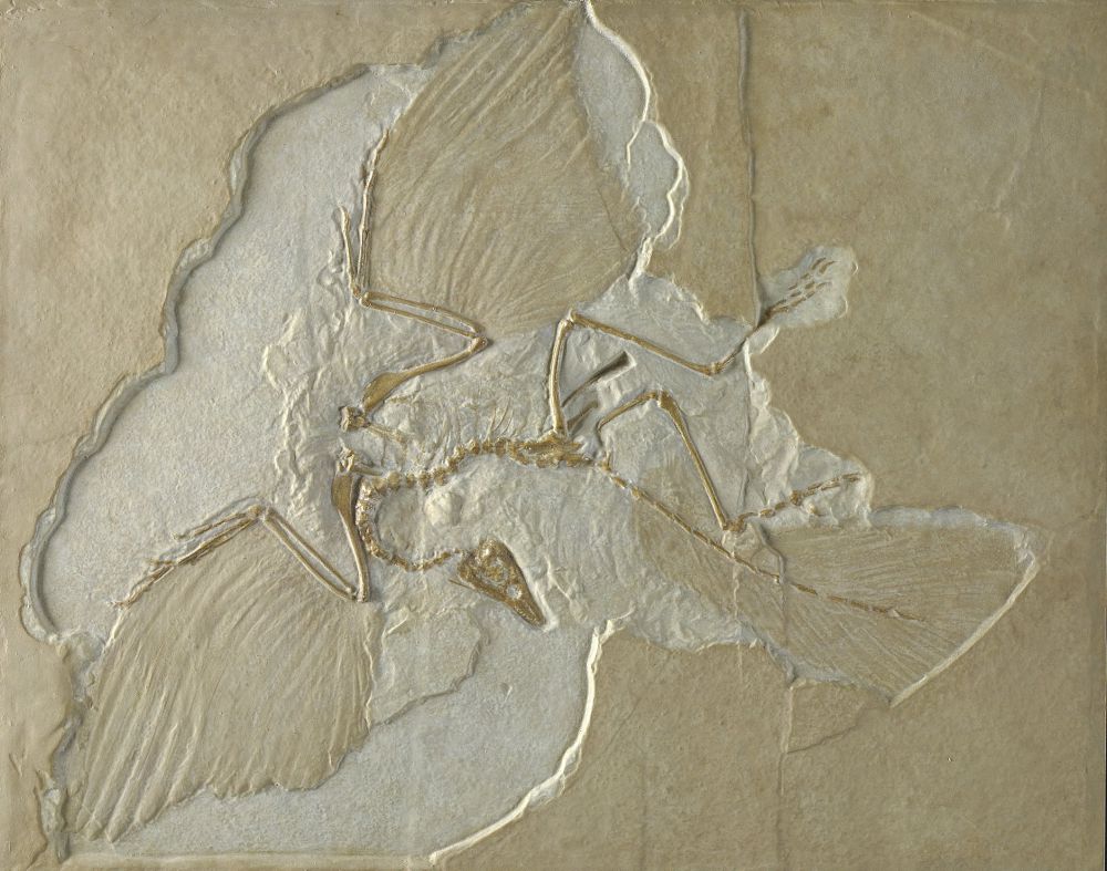 Fossiel van Archaeopteryx (afgietsel)