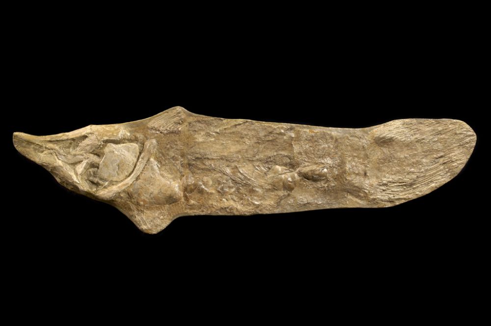 Fossiele coelacanth