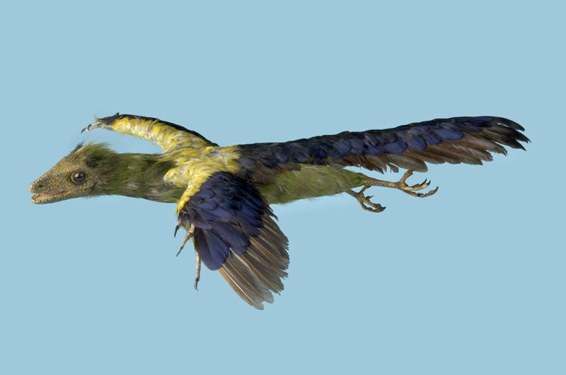 Model van Archaeopteryx