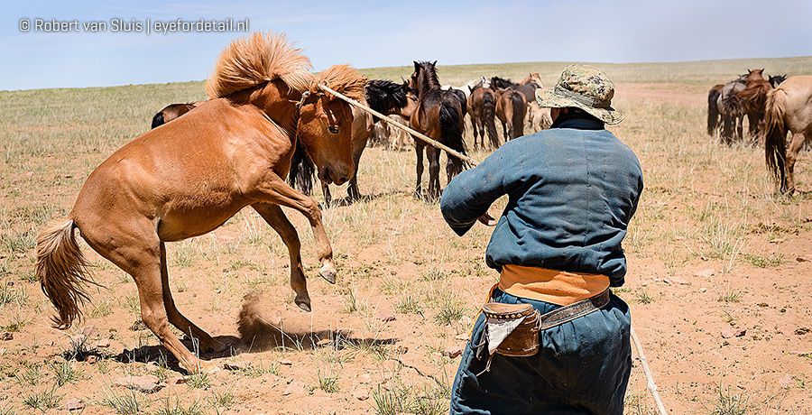 Een nomade gooit een lasso om een paard in de steppe van Mongolië. (Foto: Robert van Sluis)